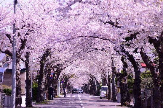 Sakuragaoka St